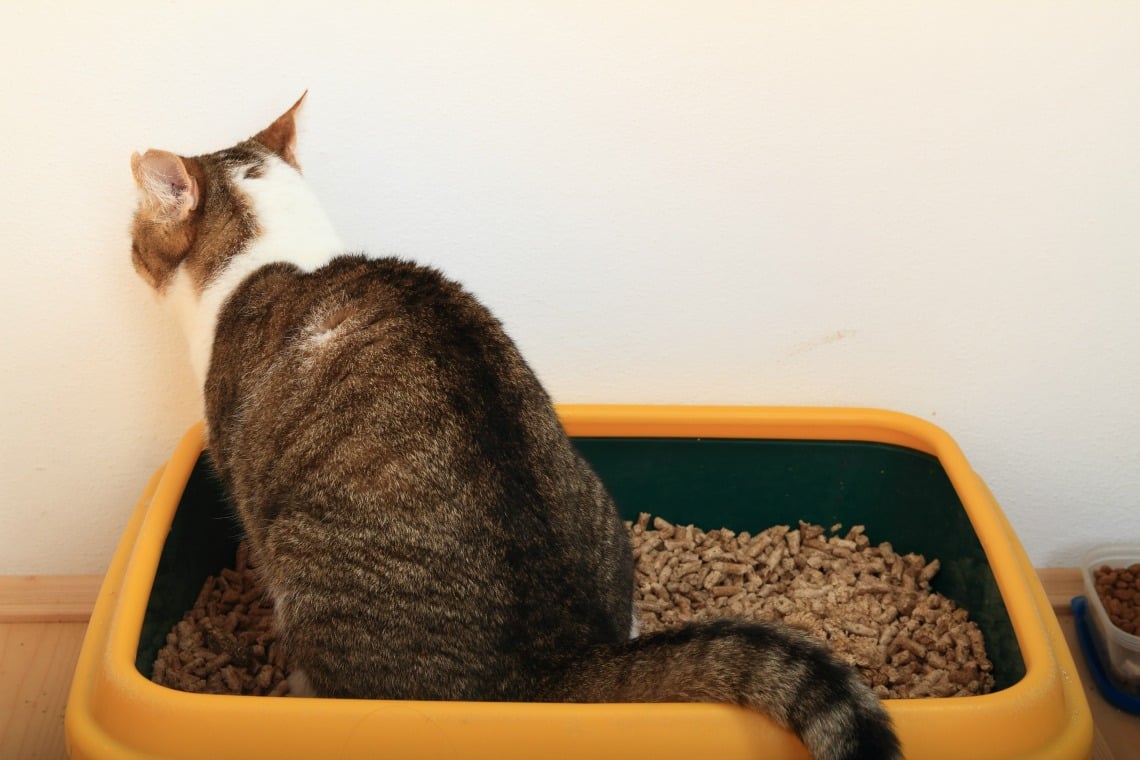 Fünf Möglichkeiten, eine stinkende Katzentoilette zu verhindern