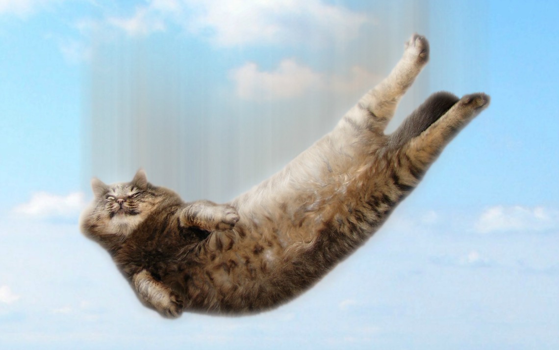 Können Katzen wirklich einen Sturz aus großer Höhe überleben?