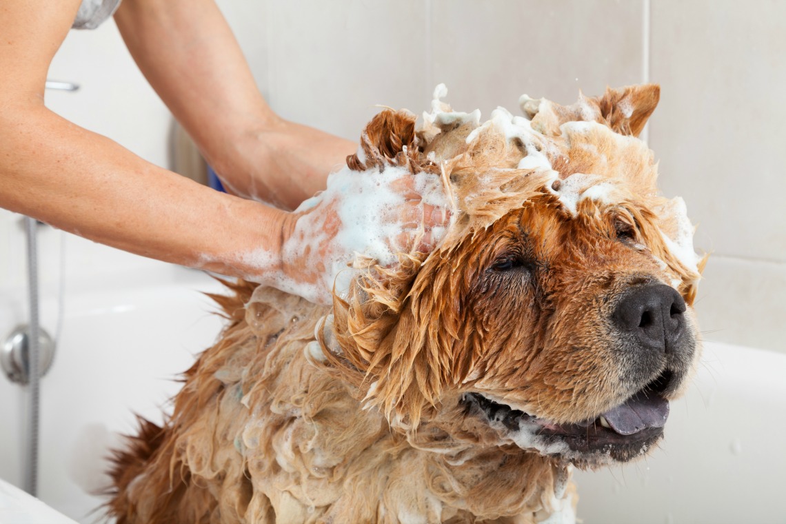 Pet Shampoo: Der Unterschied zwischen My Shampoo und Pet Shampoo