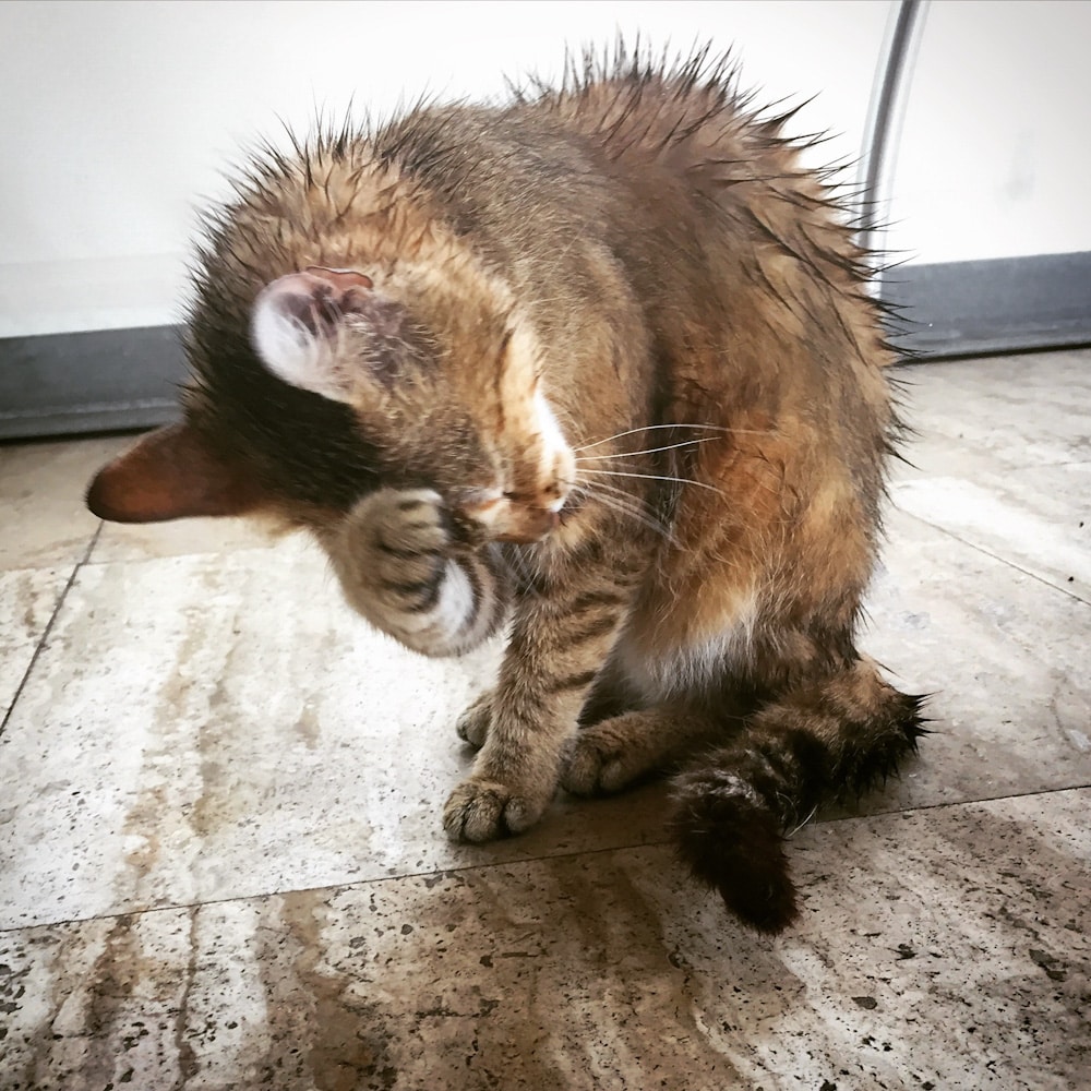 So baden Sie Ihre Katze