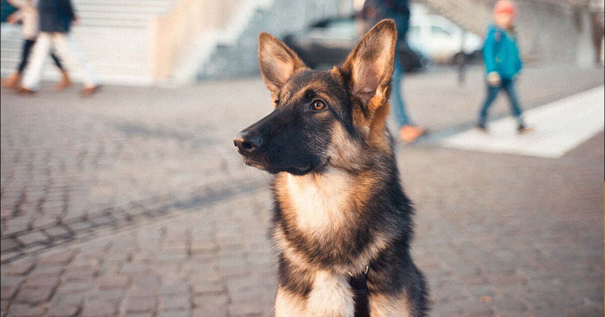 Studie zeigt, dass Hunde Covid-positive Fälle erschnüffeln können