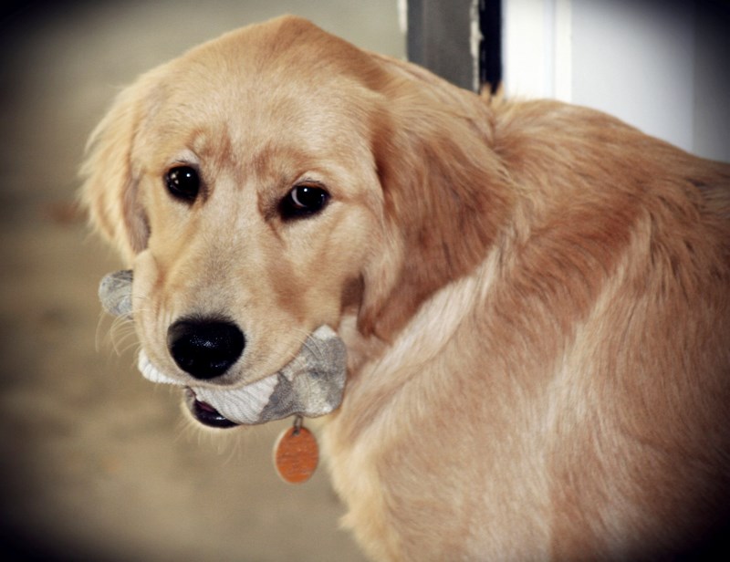 Warum fressen Hunde Ihre schmutzige Wäsche?
