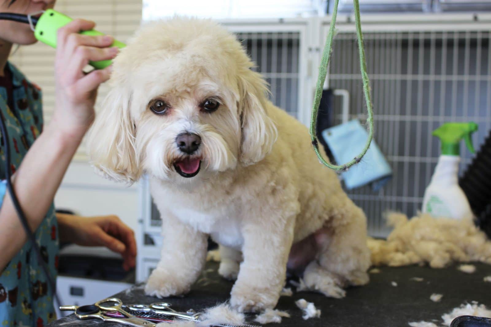 Warum verlieren Hunde ihre Haare?