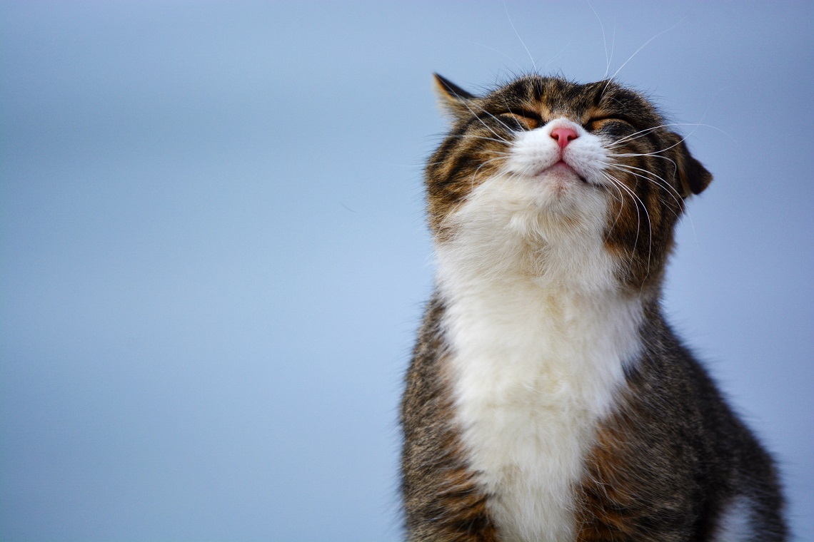 Woher wissen Sie, dass Ihre Katze Sie liebt?