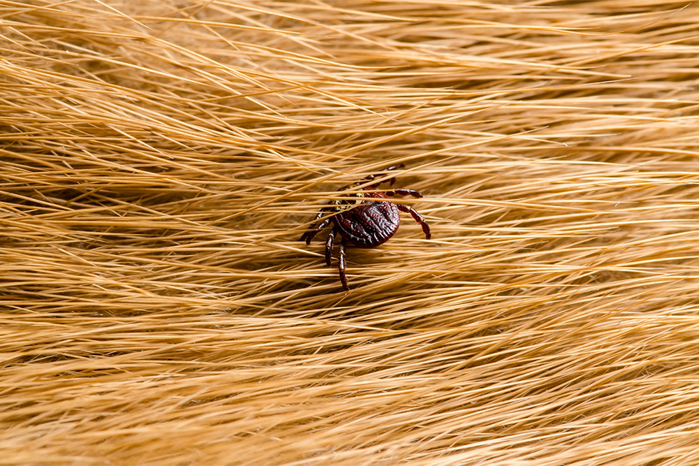Anzeichen und Symptome von Parasiten bei Hunden