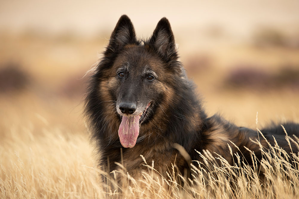 Krampfanfälle bei Hunden |  Was du wissen musst