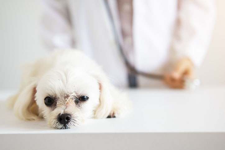 Das beste Hundefutter für Hunde mit Blasensteinen
