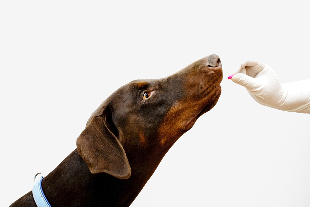 Doxycyclin für Hunde
