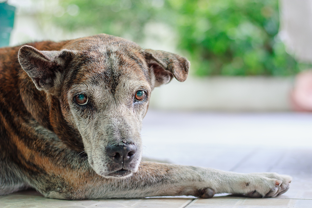 Grauer Star bei Hunden