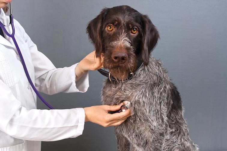 Herzgesundes Hundefutter (bei Herzproblemen)