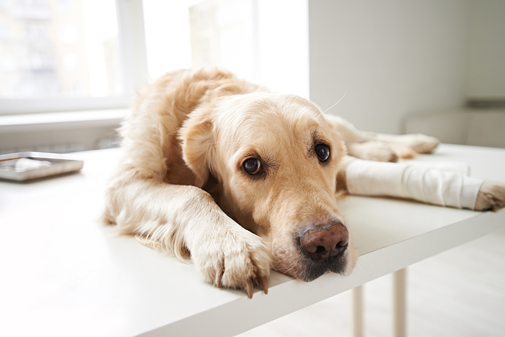 Hund verstauchtes Bein