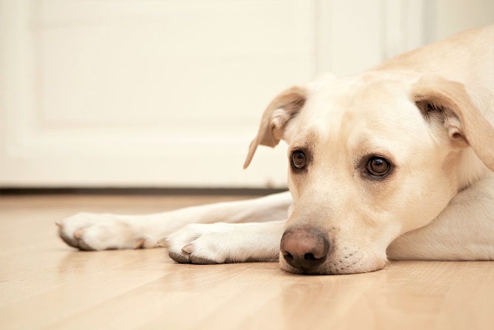 Schrumpfende Hunde-Lipome