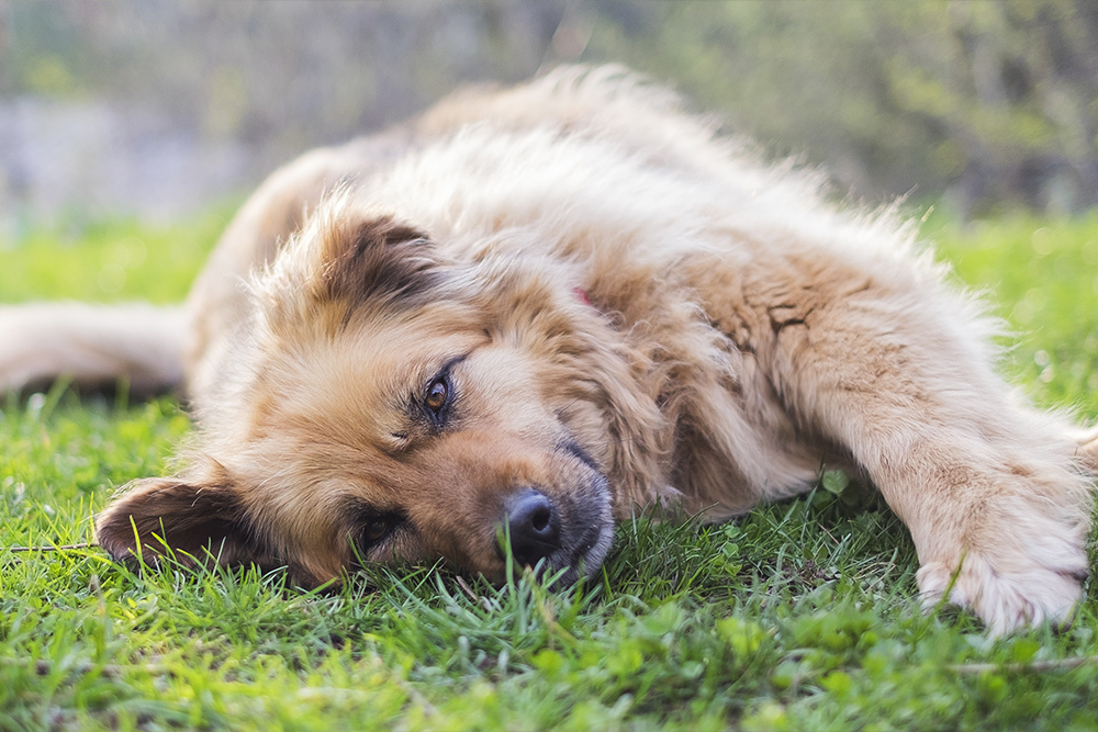Verstopfung bei Hunden