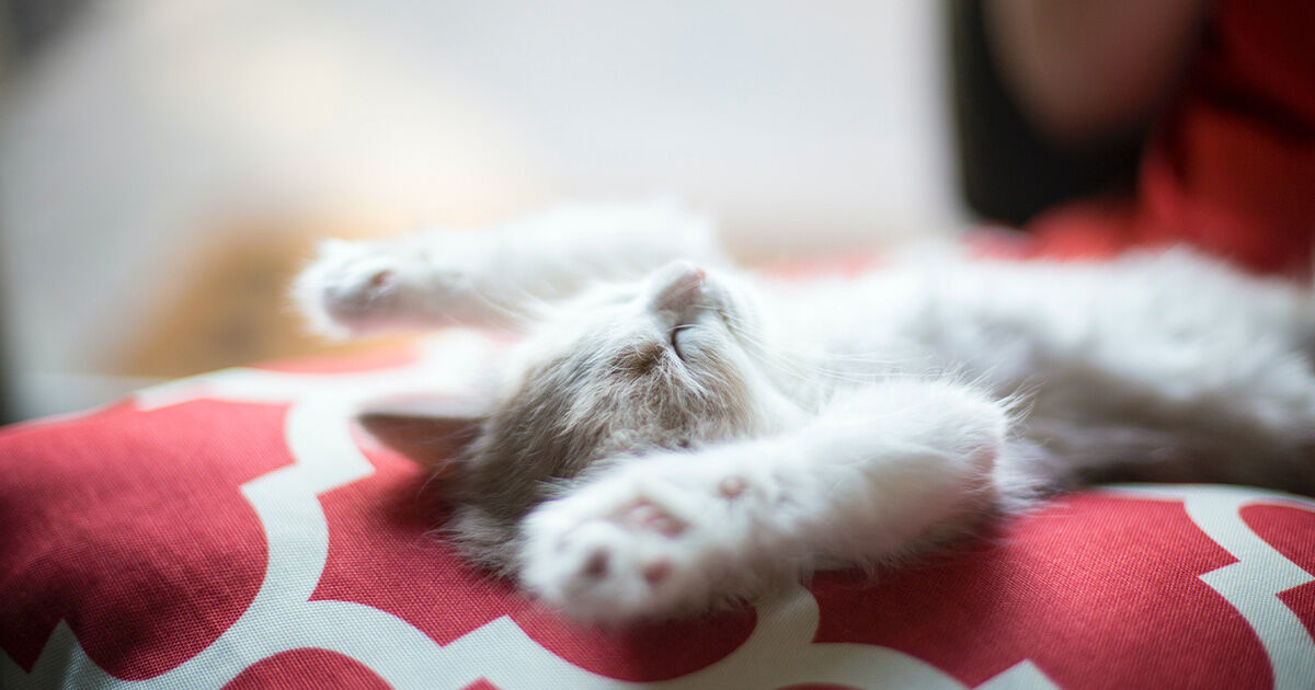 Warum schlafen Katzen so viel?