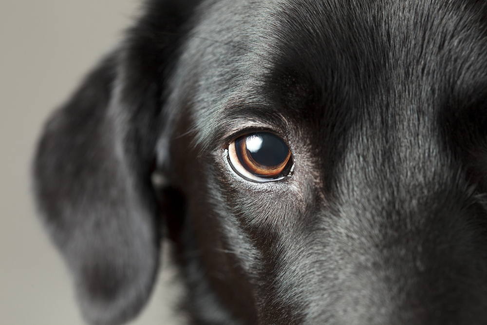 Warum verliert mein Hund Haare um die Augen?