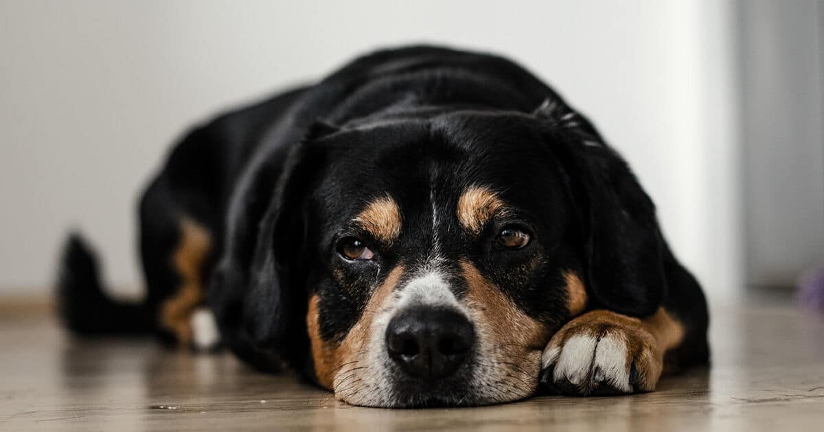 Wie glücklich ist Ihr Hund?