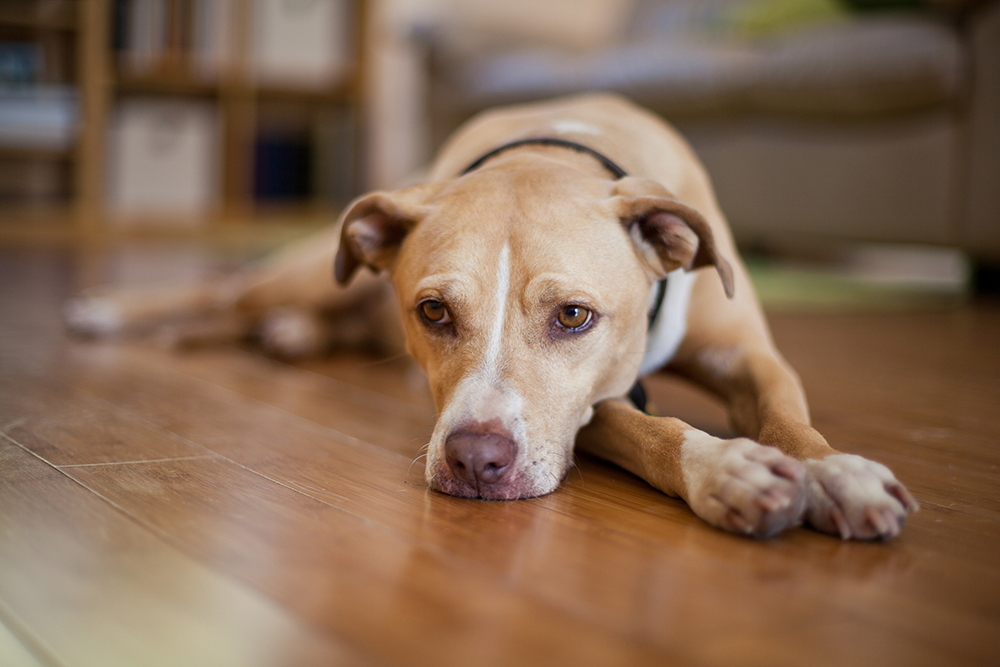 Wie man bei Hunden Erbrechen auslöst