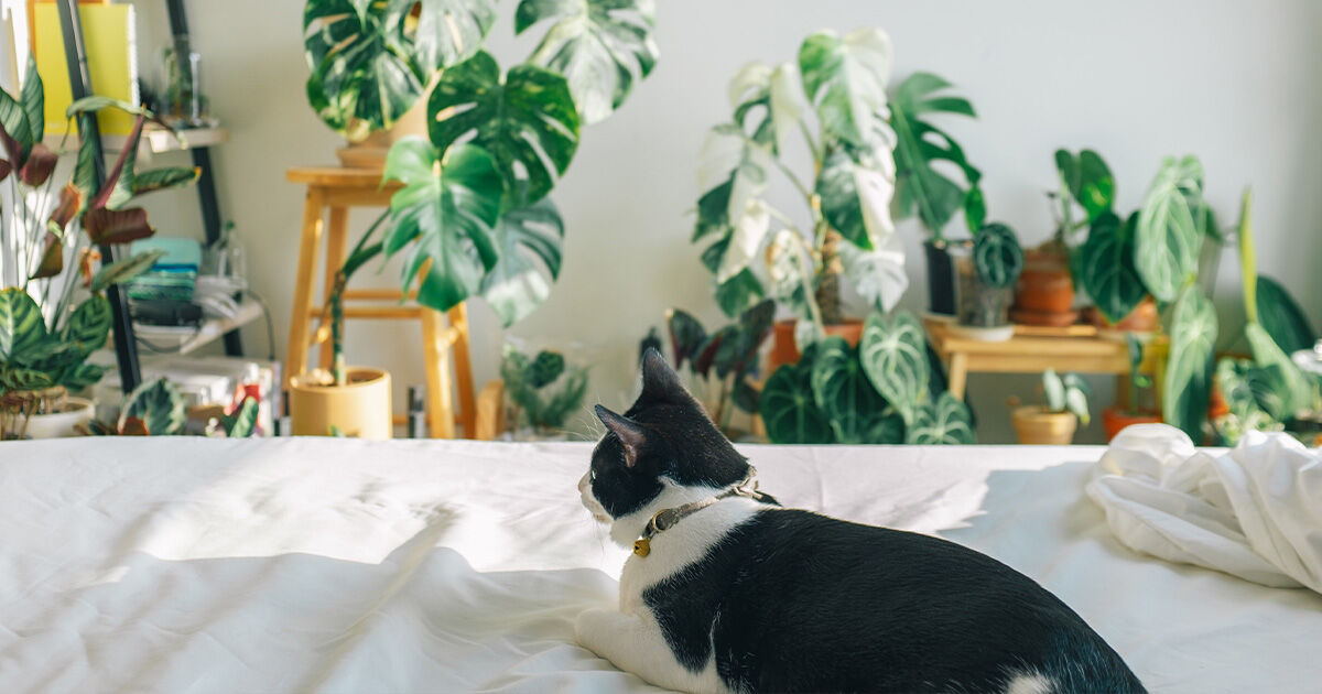 Heiße Katzen