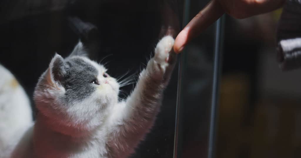 Bringen Sie Ihrer Katze bei, ein High Five zu geben