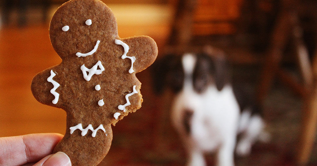 Hausgemachte Ginger Snaps für Hunde