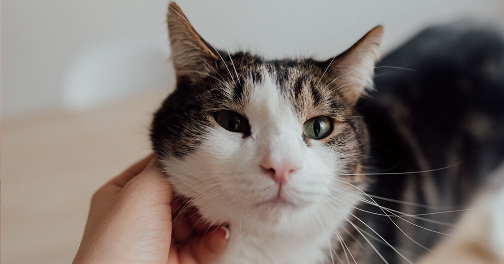 Katzen bilden einzigartige Bindungen zu ihren Menschen