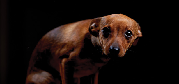 Was tun bei einem ängstlichen Hund?