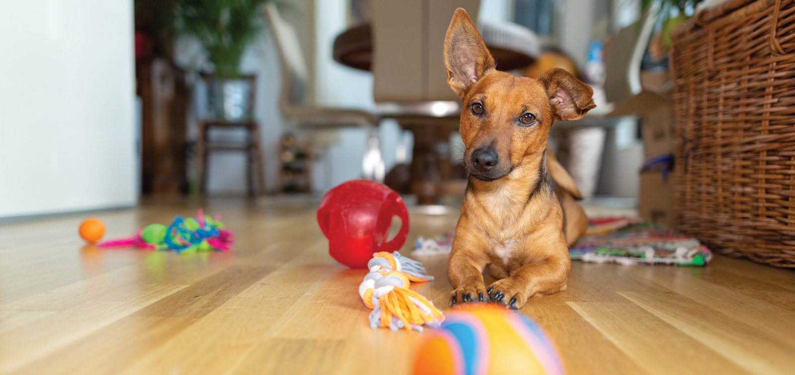 Ist Ihr Hund sprachbegabt?