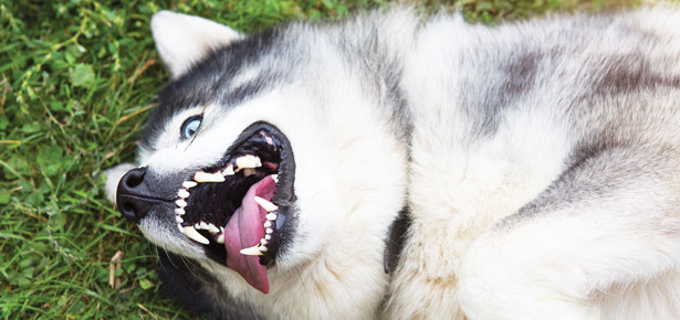 Die Lösung: Wie man einen energiereichen Hund ermüdet