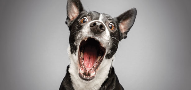 Wie man einen übermäßig aufgeregten Hund beruhigt