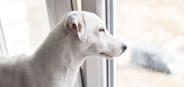 Hund bellt, wenn er alleine gelassen wird?  Hier ist, was zu tun ist