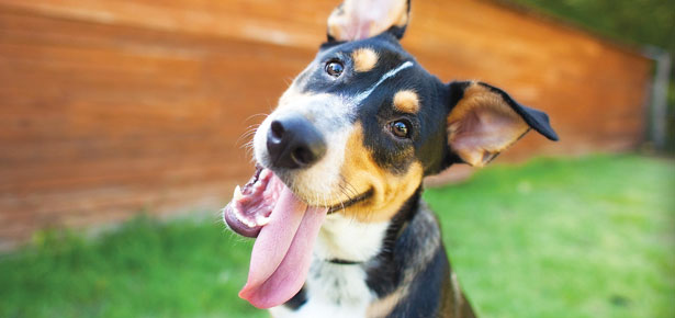 So helfen Sie Ihrem adoptierten Hund, sich einzugewöhnen