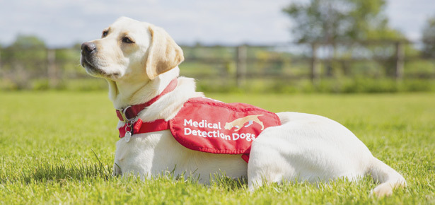 „COVID-Hunde“ im Training zum Erkennen von Viren