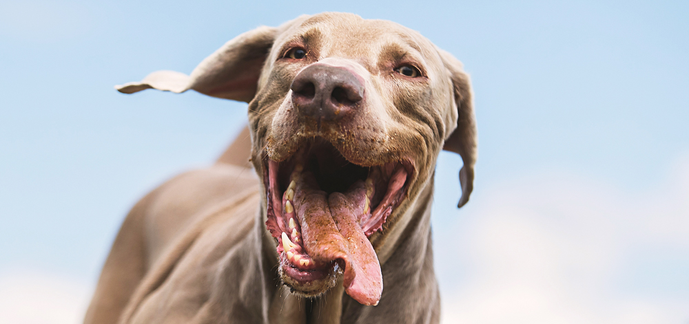 Hunde mit überschüssiger Energie