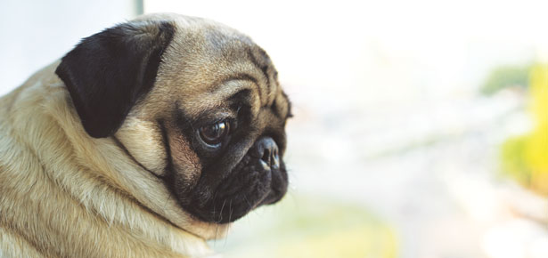 5 Möglichkeiten, Ihrem Hund zu helfen, sich an die Zeit alleine zu gewöhnen