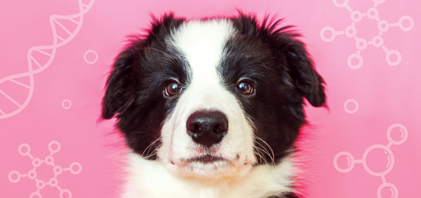 Wie viel vom Verhalten Ihres Hundes ist genetisch bedingt?