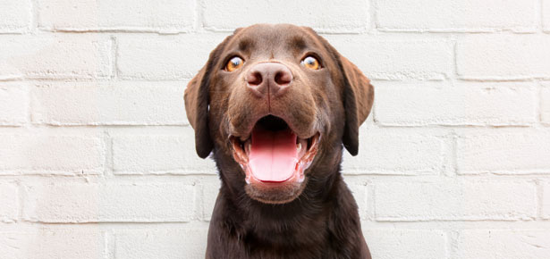 Geschichten von einem professionellen Hundetrainer