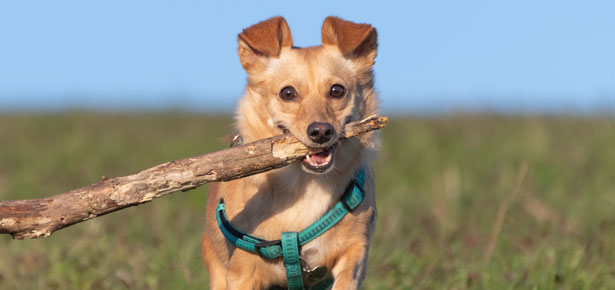 Die 6 besten Hundegeschirre 2020