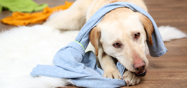 5 Zeichen, dass dein Hund gelangweilt ist