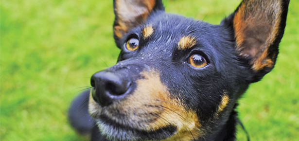 7 Möglichkeiten, Ihre Beziehung zu Ihrem Hund zu verändern