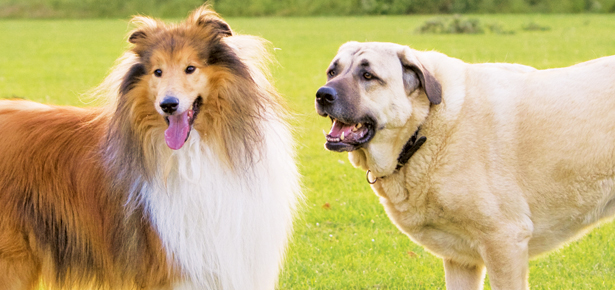 Wie man Hunde vorstellt