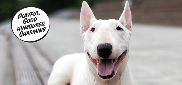 Der Bullterrier