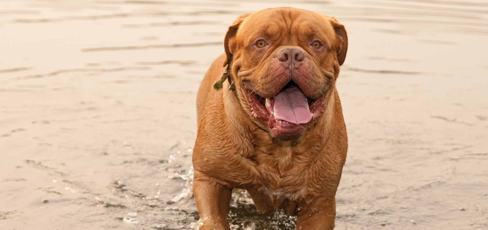Die Bordeauxdogge