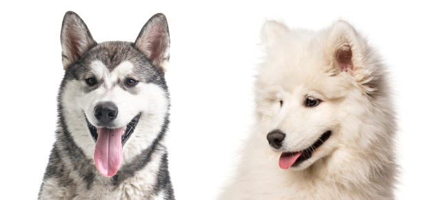 Kennen Sie Ihre Rassen: Ist der Alaskan Malamute oder der Samojede etwas für Sie?