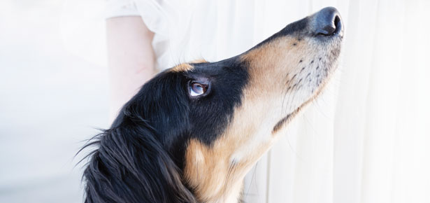 Interessante Hundefakten