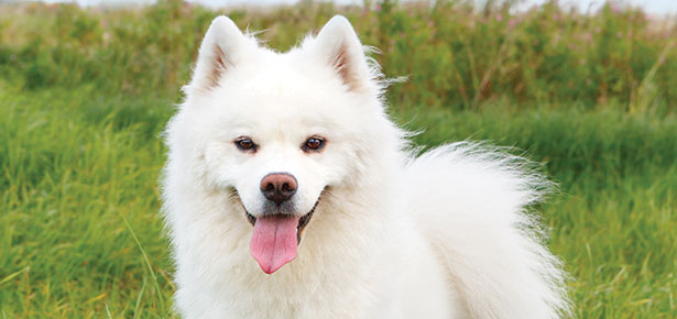 Der amerikanische Eskimohund