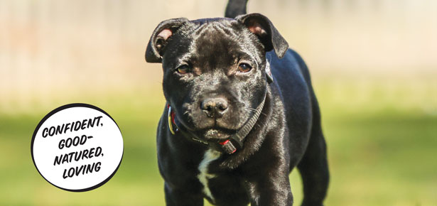 Der amerikanische Staffordshire-Terrier