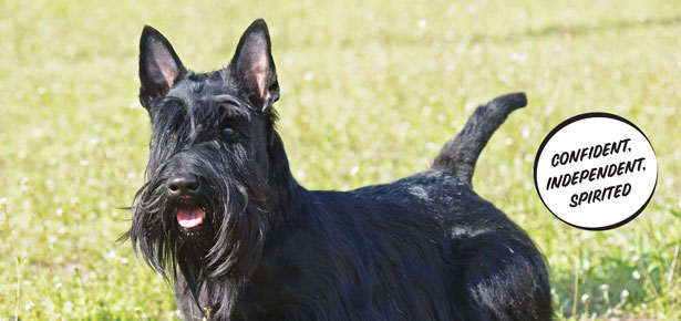 Lernen Sie den Scottish Terrier kennen!