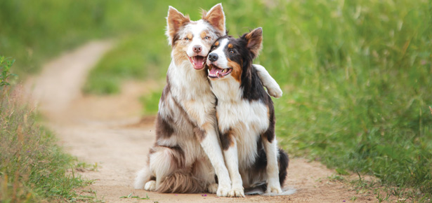 Braucht Ihr Hund einen Freund?