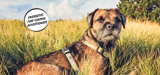 Der Borderterrier