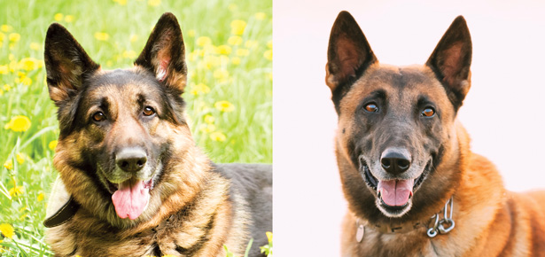 Häufig verwechselte Rassen: Der Deutsche Schäferhund VS Der Belgische Malinois